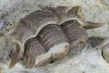 Bargain, Wide Thaleops Trilobite From Wisconsin #115085-3